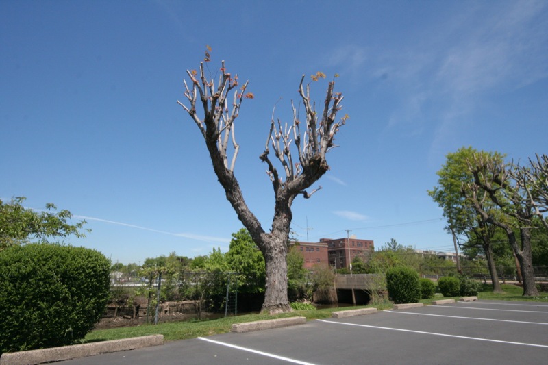 Fork tree